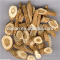 Indigowoad root extract powder